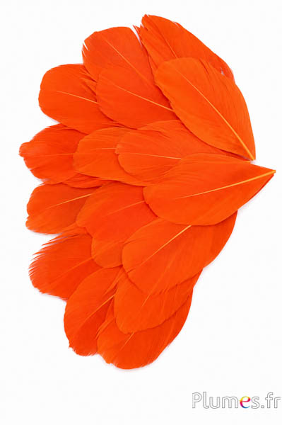 Verenblaadjes - 6-8 x 3-4 cm - oranje